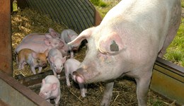 Improvements in breeding sow performance stalling again